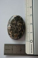 Edelstein: Turritella Achat Cabochon