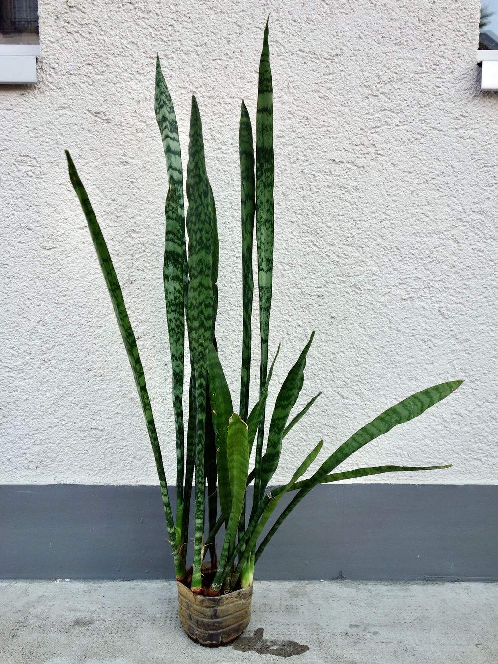 Pflanzen & Samen: Bogenhanf Sansevieria Trifasciata – Neu (gemäss Beschreibung) aus Kerzers von zimmergruen 2