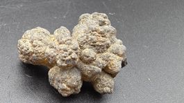 Mangan Fossilmaterial – Miozän , Puerto Madryn, Argentinien
