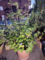 Johannes beeren johannisbeeren strauch im Topf