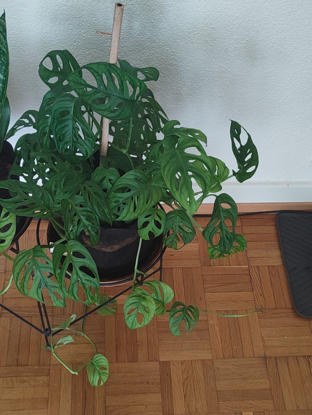 Pflanzen & Samen: Boutures de Monstera Monkey – Neu (gemäss Beschreibung) aus Vevey von con_dwl8 1