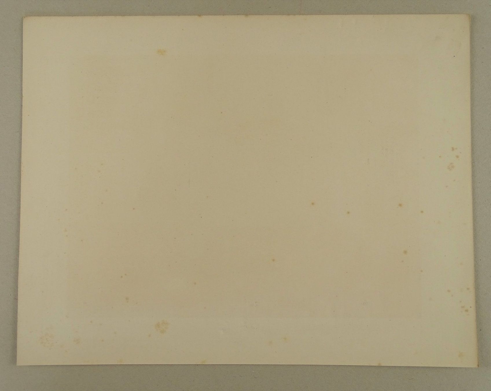 Incisioni: DEERHOUND, HIRSCHHUND, FARBLITHOGRAPHIE 1881 – Usato da Grüningen venduto da Kartensammler 7