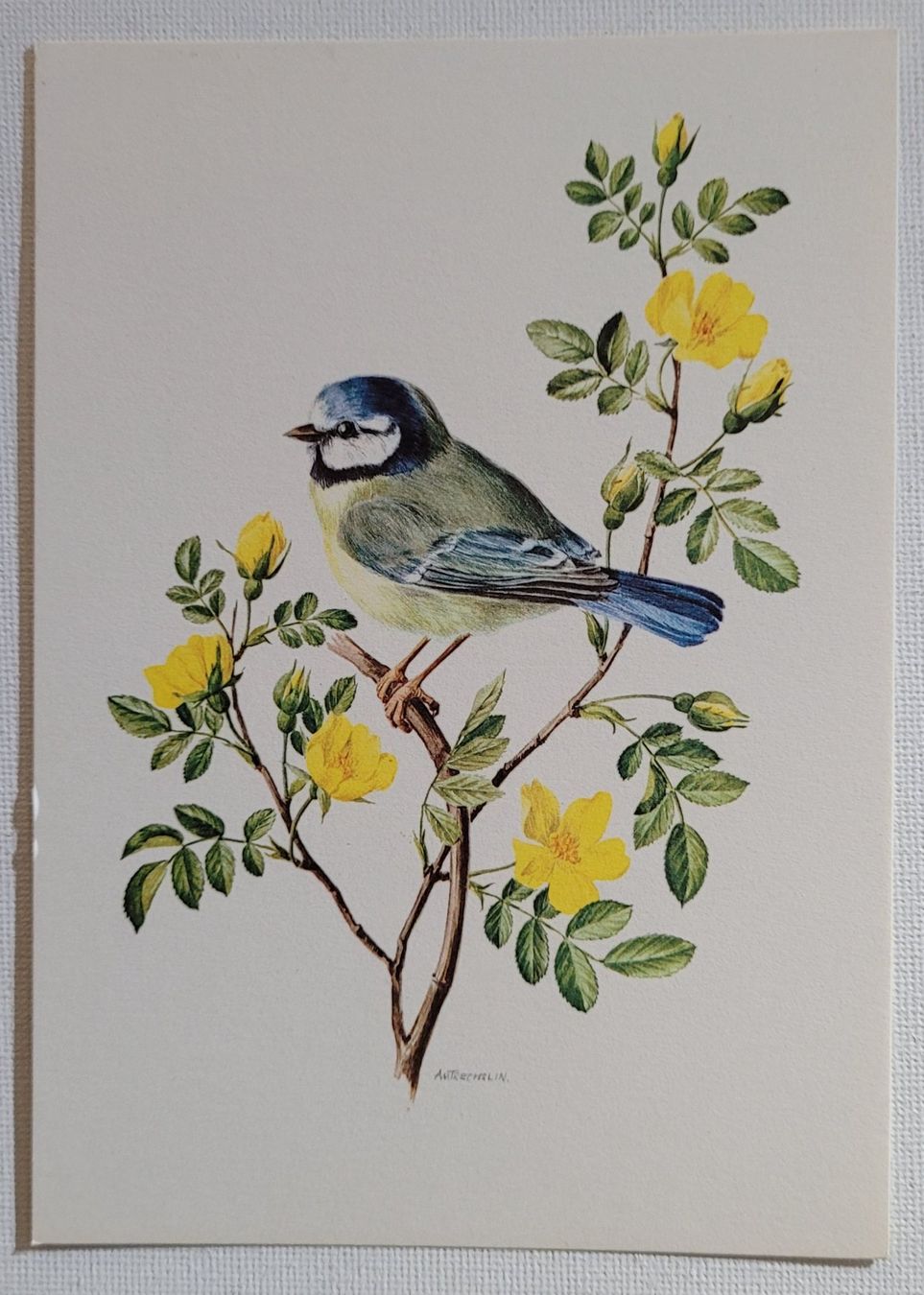 Ansichtskarten: BLAUMEISE – MESANGE BLEUE – Neu (gemäss Beschreibung) aus Neftenbach von Mador6