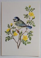 BLAUMEISE – MESANGE BLEUE
