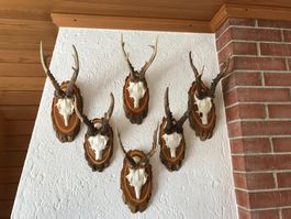 Reh-Geweihe auf Holzscheibe montiert.