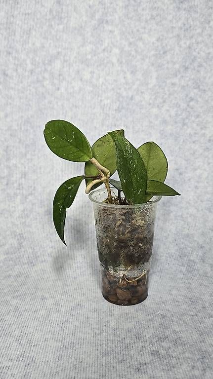 Pflanzen & Samen: Hoya Carnosa Freckles – Gebraucht aus Arbon von Elena....