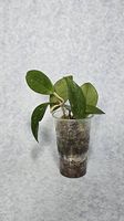 Hoya Carnosa Freckles