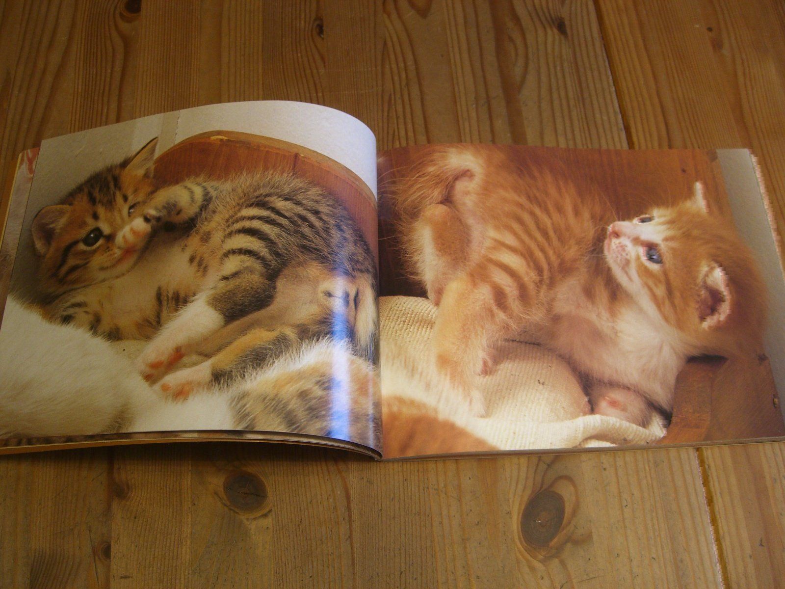 Bücher: Zauberhaftes Katzen-Buch "Katzenspiele" – Neu (gemäss Beschreibung) aus Winterthur von Gaia 9