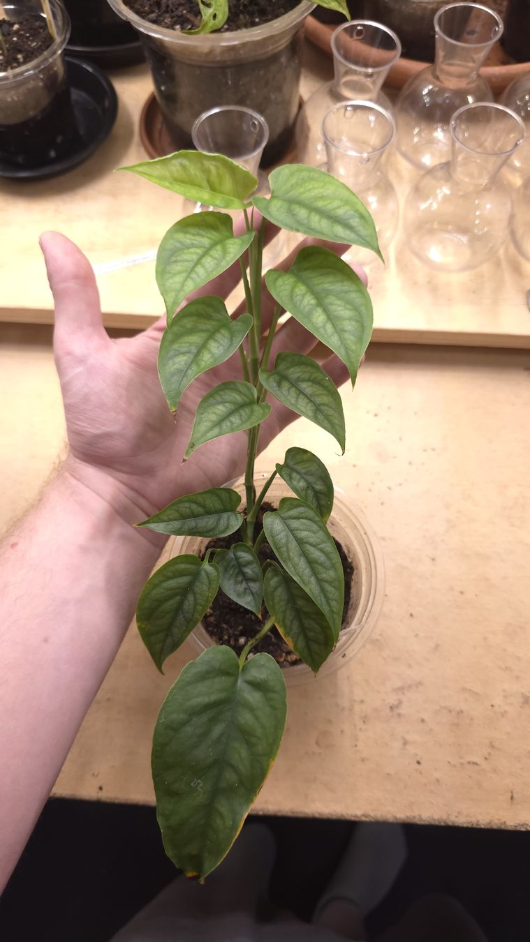 Piante & sementi: Monstera Siltepecana gène Varigata  – Nuovo (secondo la descrizione) da Neyruz FR venduto da bry_2dg9