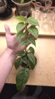Monstera Siltepecana gène Varigata 