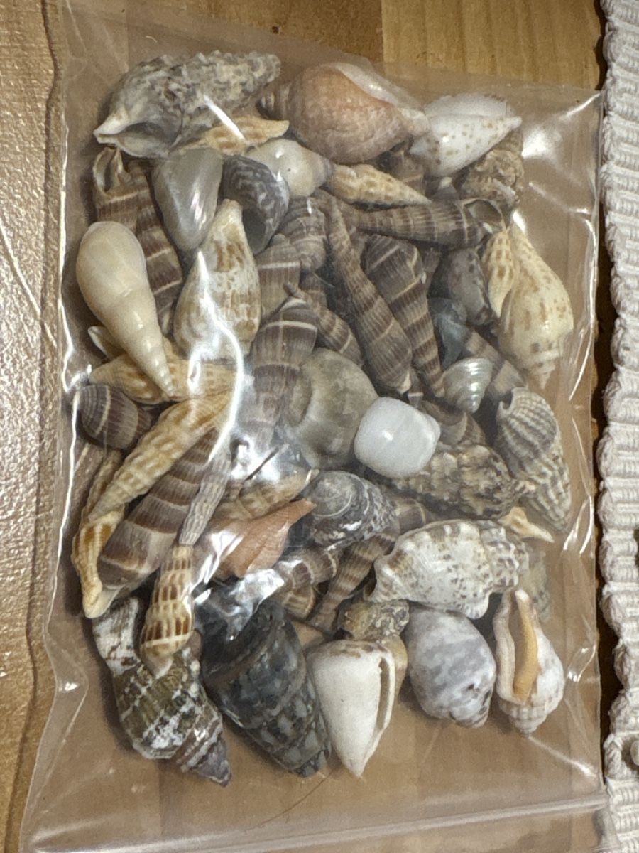 Tutte le decorazioni: Muschel Sammlung – Usato da Rümlang venduto da resale35 1