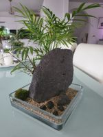 Wabikusa Glasschale Terrarium Untersetzer (Kein Aquarium)