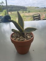 Agave Americana
