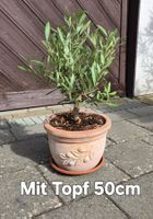 Kleiner Olivenbaum im dekorativen Terracotta-Topf