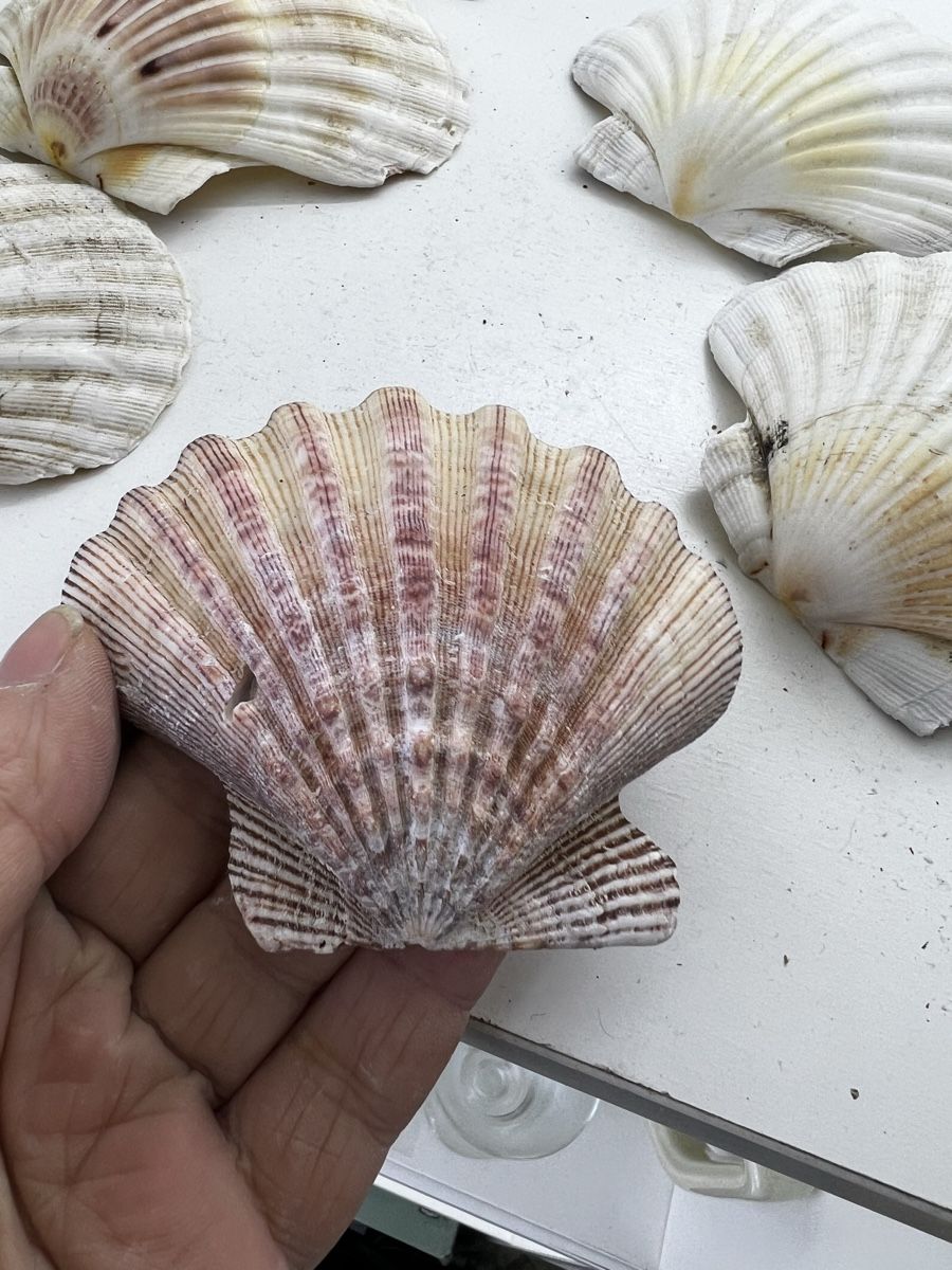 Fossilien: 6 riesige Muscheln – Gebraucht aus Wettingen von NickInc 4