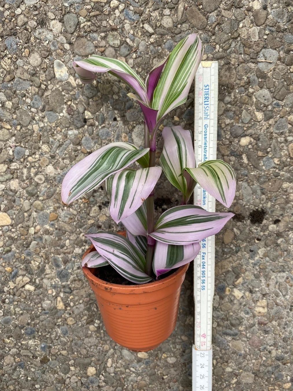 Plantes & graines: Callisia - Tradescantia navicularis – Neuf (Voir description) à Winterthur par Aniger 9