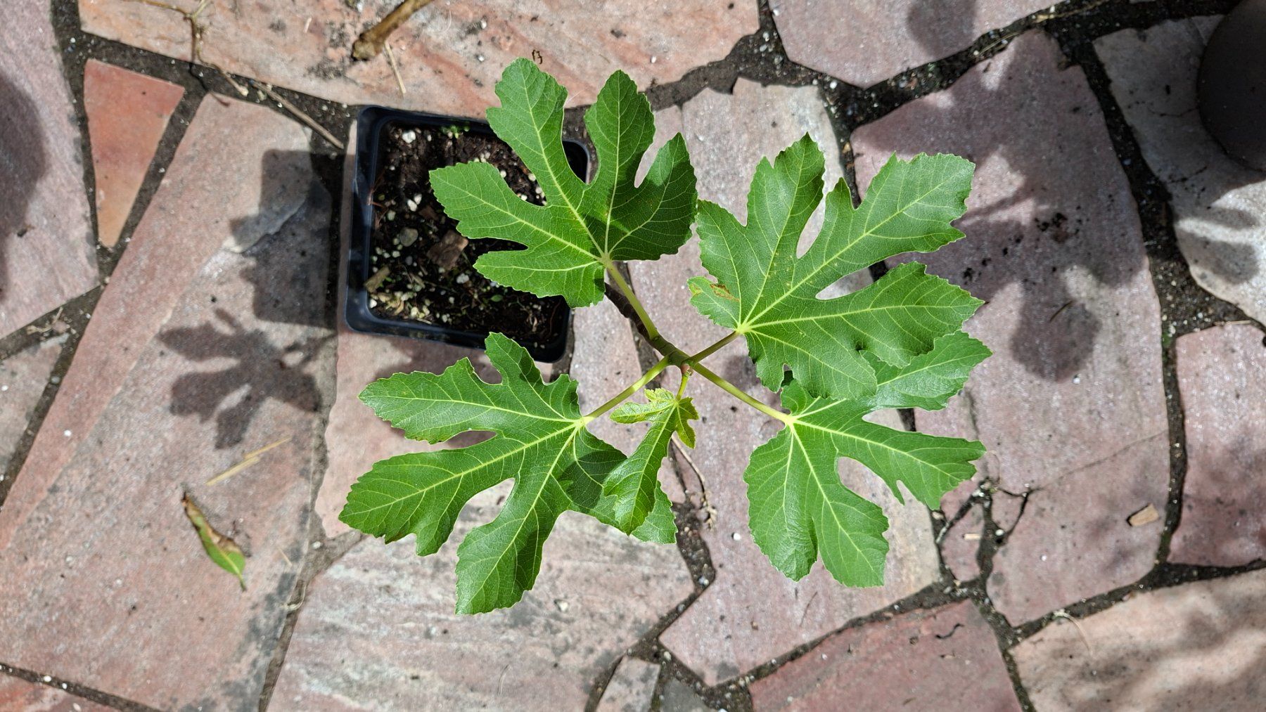 Piante & sementi: Kleiner Feigenbaum – Usato da Alikon venduto da Brunzolini 1