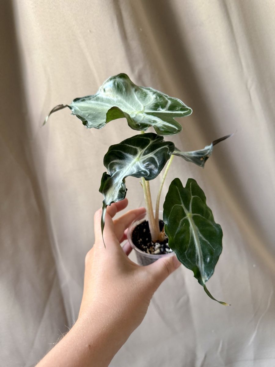 Plantes & graines: Alocasia Venom  – Neuf (Voir description) à La Tour-de-Trême par LyAmy 4