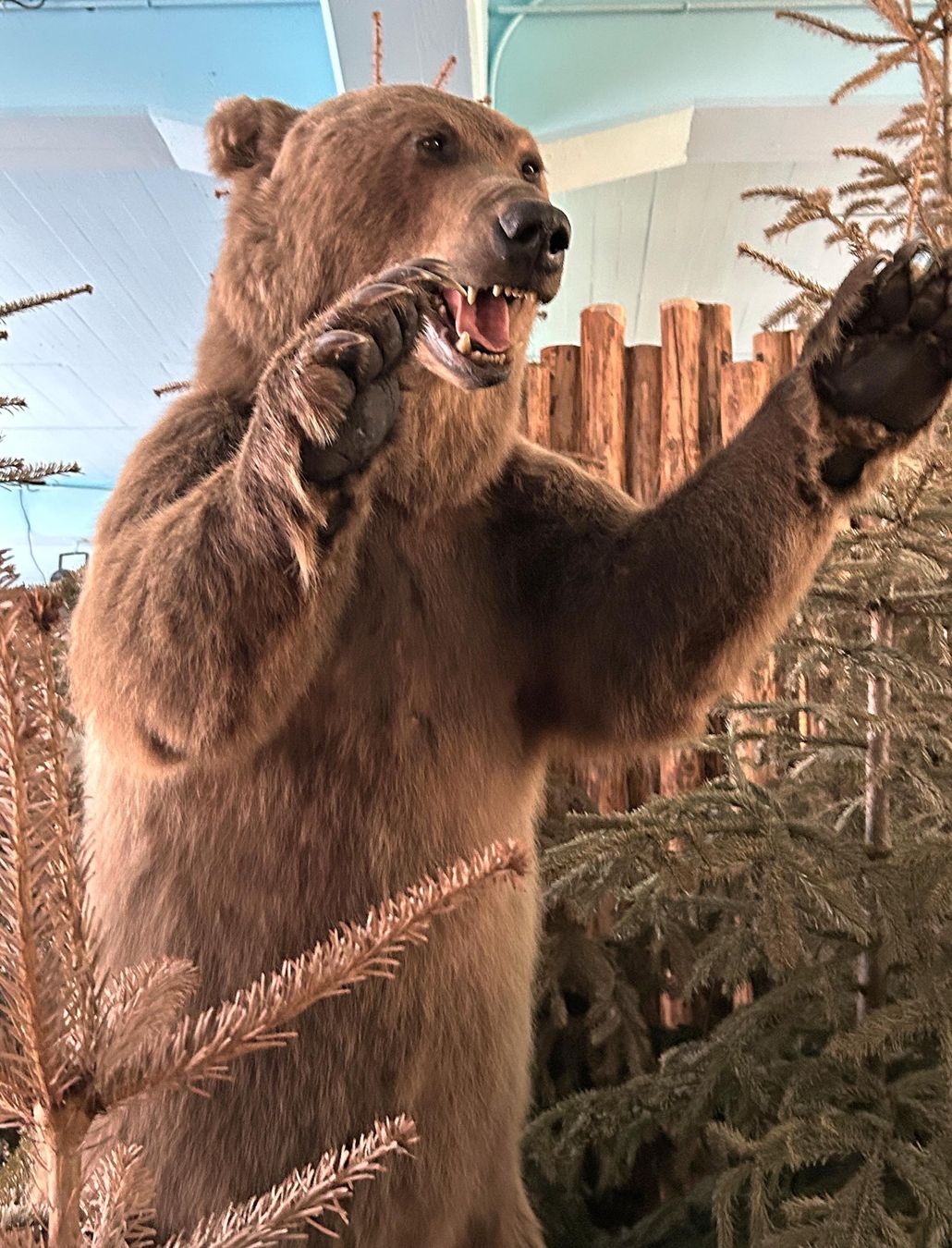 Il mondo degli animali: Wildtier – Usato da Bäretswil venduto da robsonantik 3