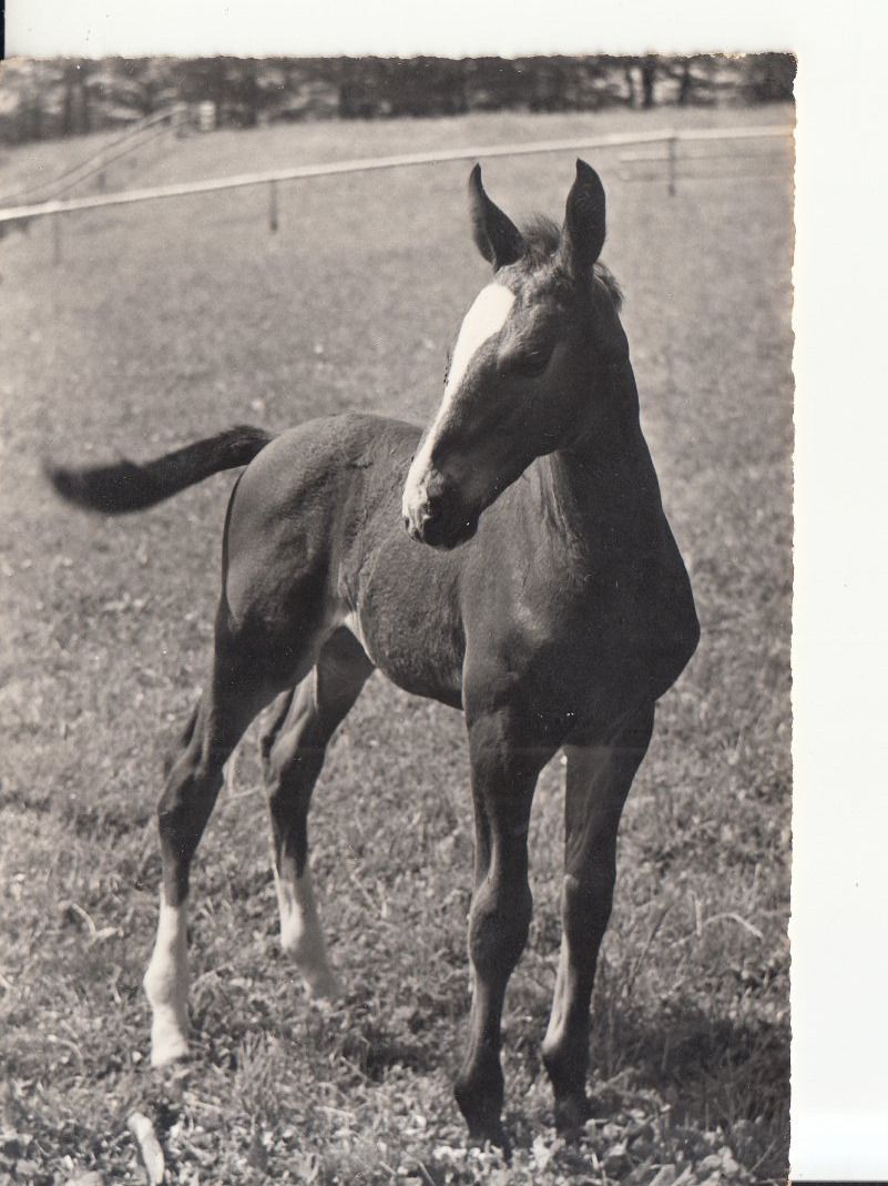Cartoline postali: Fohlen Holsteiner ca. 1960 – Usato da Bürglen TG venduto da StampGraf