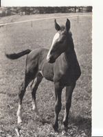 Fohlen Holsteiner ca. 1960