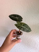 Alocasia Pink Dragon - CHF 1.-🪴