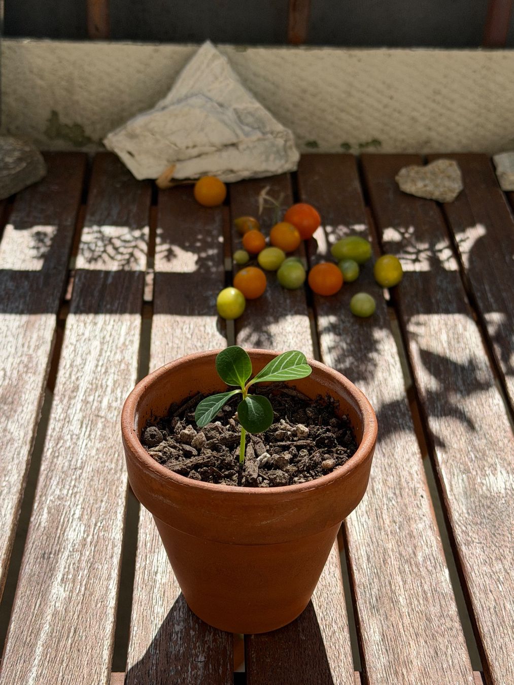Piante & sementi: Mini-Spuckpalme Starter-Pflanze :) – Usato da Zürich venduto da Abatar