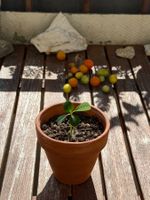 Mini-Spuckpalme Starter-Pflanze :)