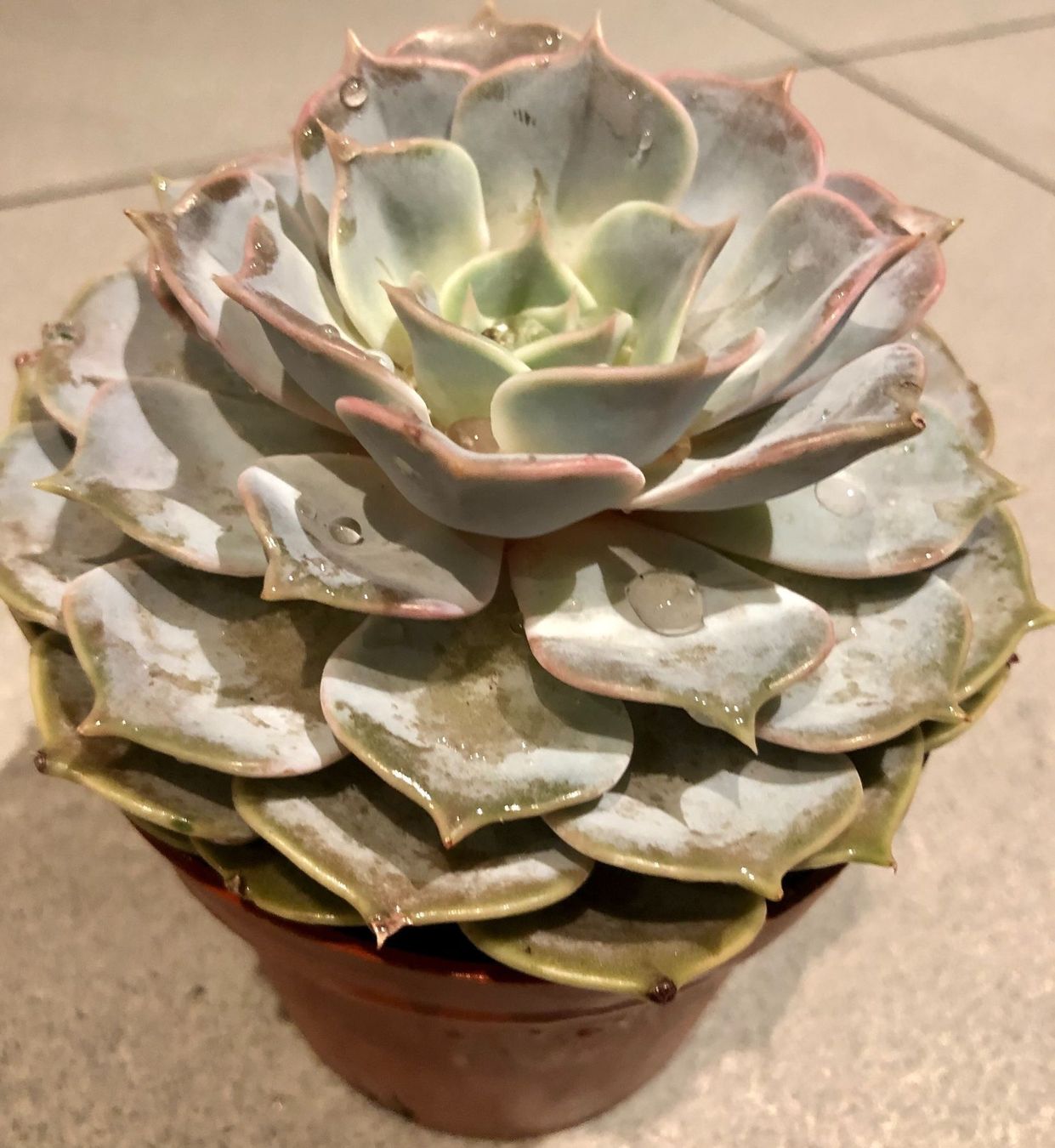 Plantes & graines: Sukkulente  lilacina “GHOST” 20 ↕️ – Neuf avec emballage d'origine à Rovio par POSITIFFARTandPLANTS 5