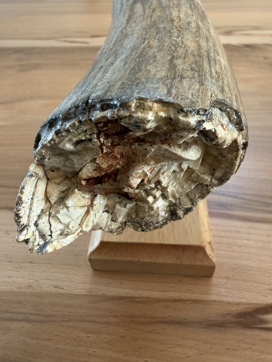 Fossili: Mammut-Stosszahn – Usato da Grenchen venduto da Bastet007 4