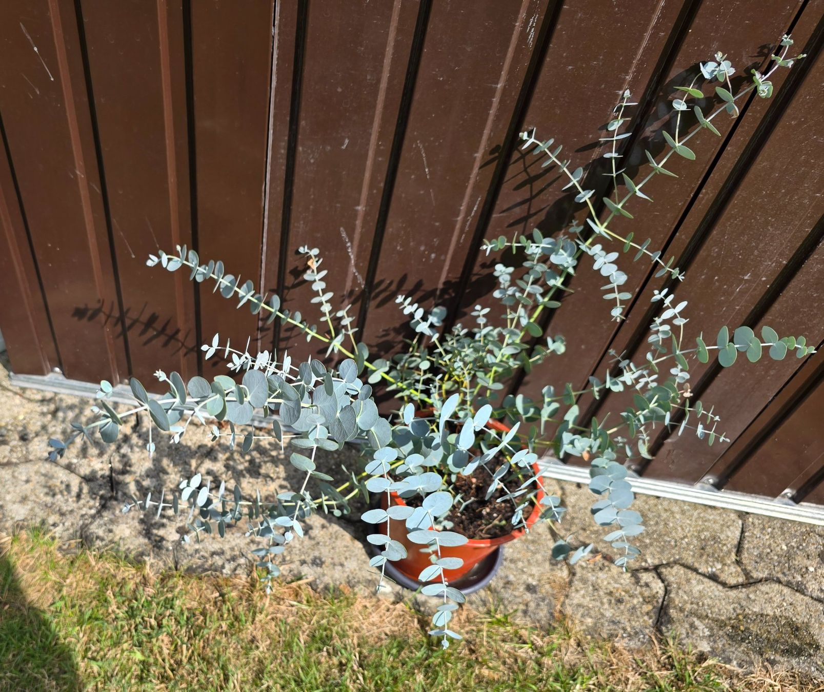 Pflanzen & Samen: Eukalyptus – Neu (gemäss Beschreibung) aus Aarburg von popkorn65 5