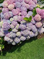 Hortensie