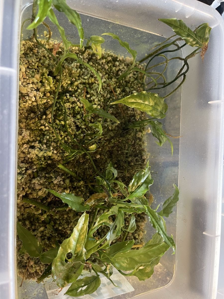 Piante & sementi: 3 Boxen mit Wetsticks - Monstera Obliquas – Usato da Arni AG venduto da belfidi 3