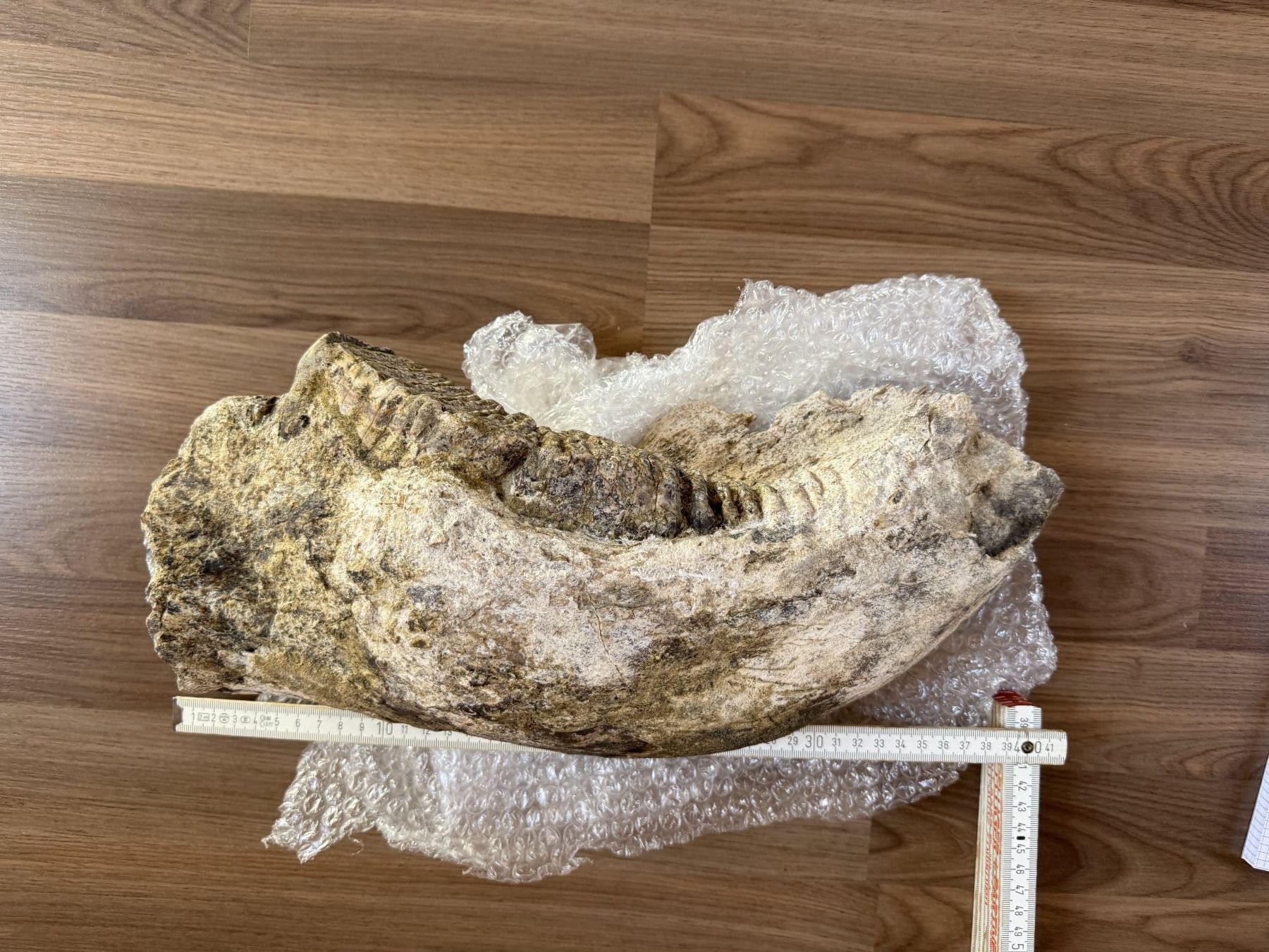 Fossili: Stegodon Unterkiefer – Usato da schüpfen venduto da rica122 2