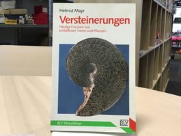 Versteinerungen – Häufige Fossilien,Top Zustand, Rarität!