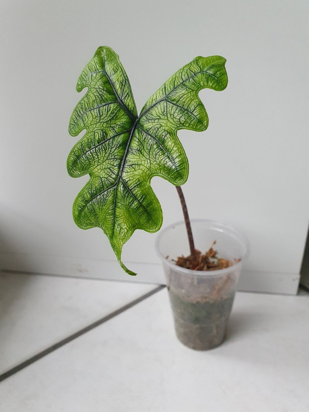 Plantes & graines: Alocasia Jacklyn – D'occasion à Erlinsbach SO par Lea030