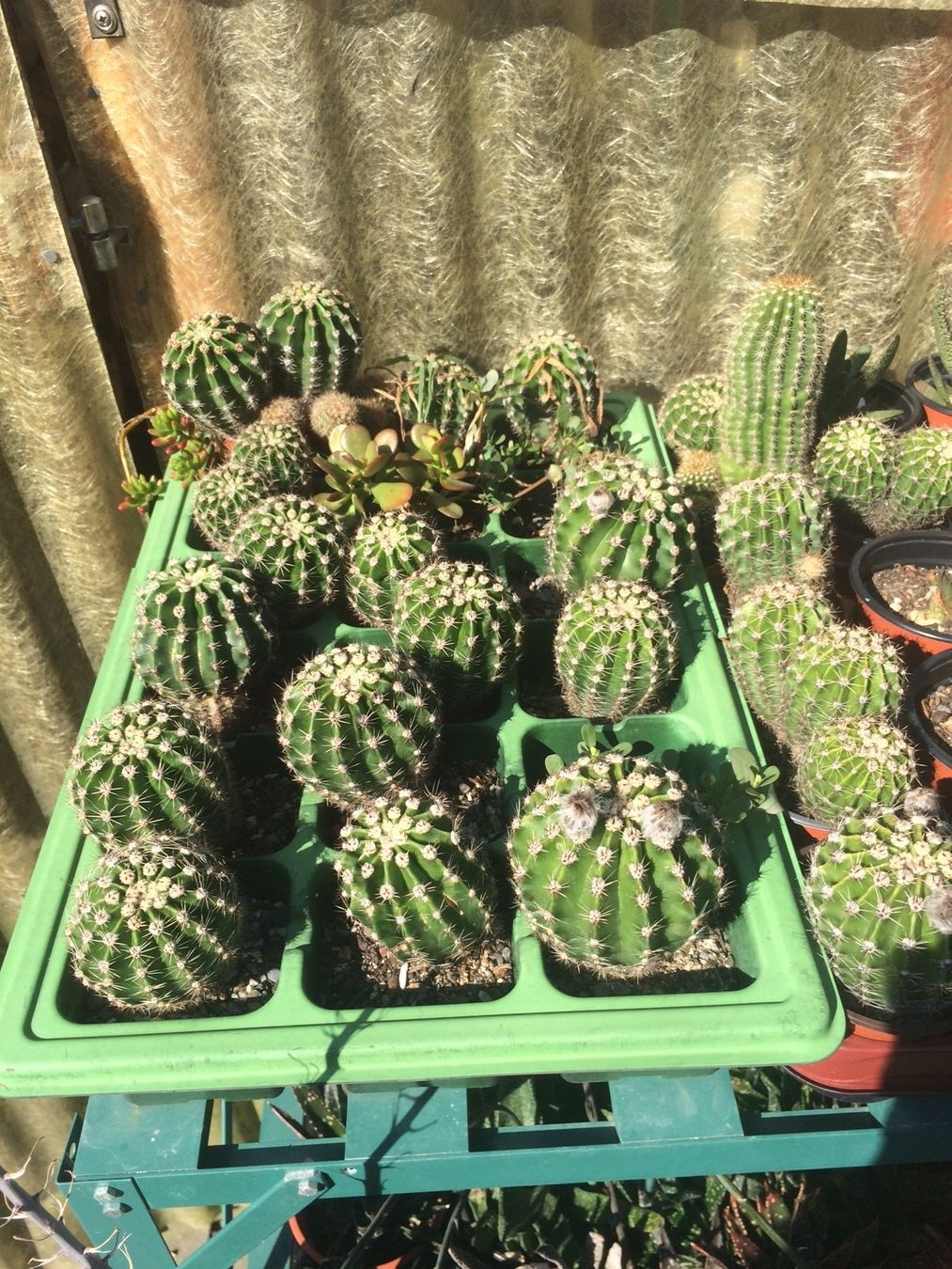 Piante & sementi: Echinopsis eyriesii – Nuovo (secondo la descrizione) da Vinelz venduto da Wellensittich55 7