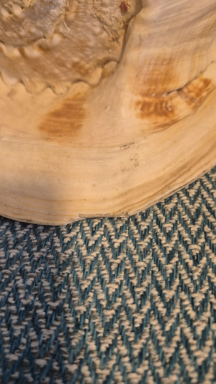 Tutte le decorazioni: Dekoration Muschel – Usato da Neuenhof venduto da Vany0607 4