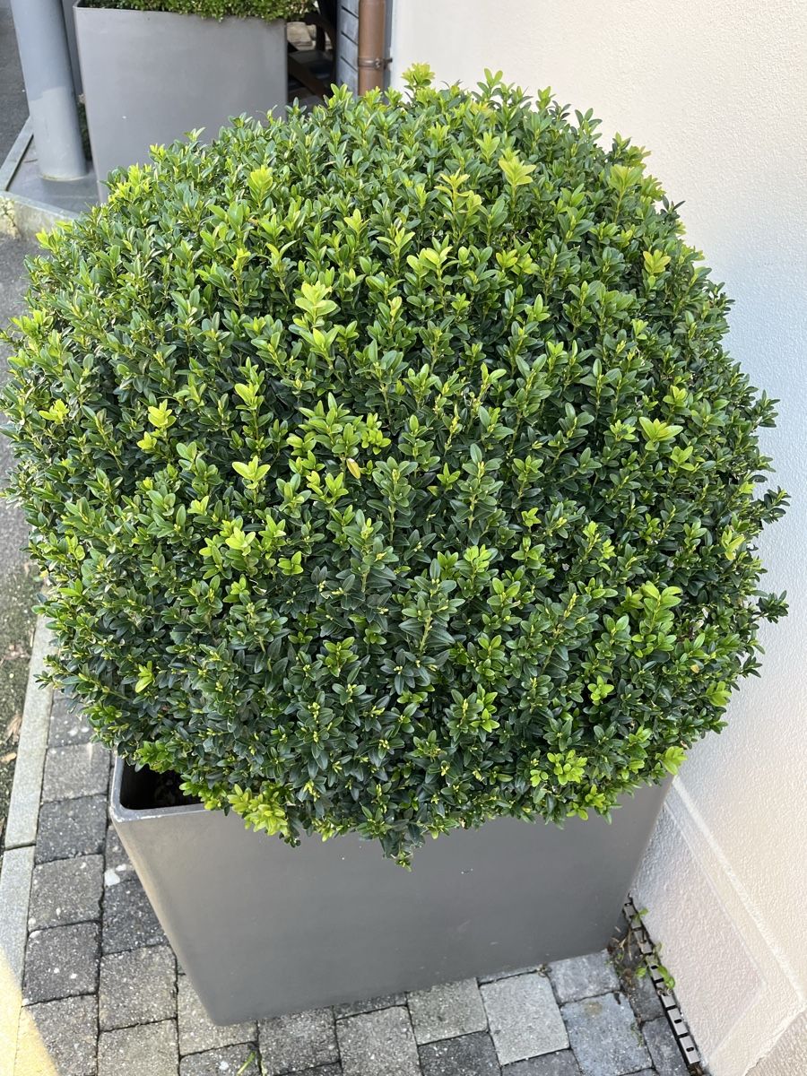 Piante & sementi: Eternit/ Topf/ Buchs /Bonsai – Usato da Bertschikon Gossau venduto da BAUSTOFFHANDELbucher 3