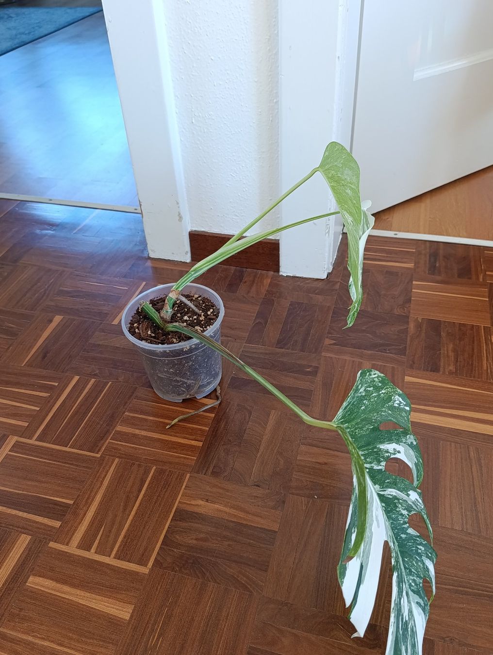 Piante & sementi: Monstera Variegata – Usato da Baar venduto da L.isa28 3