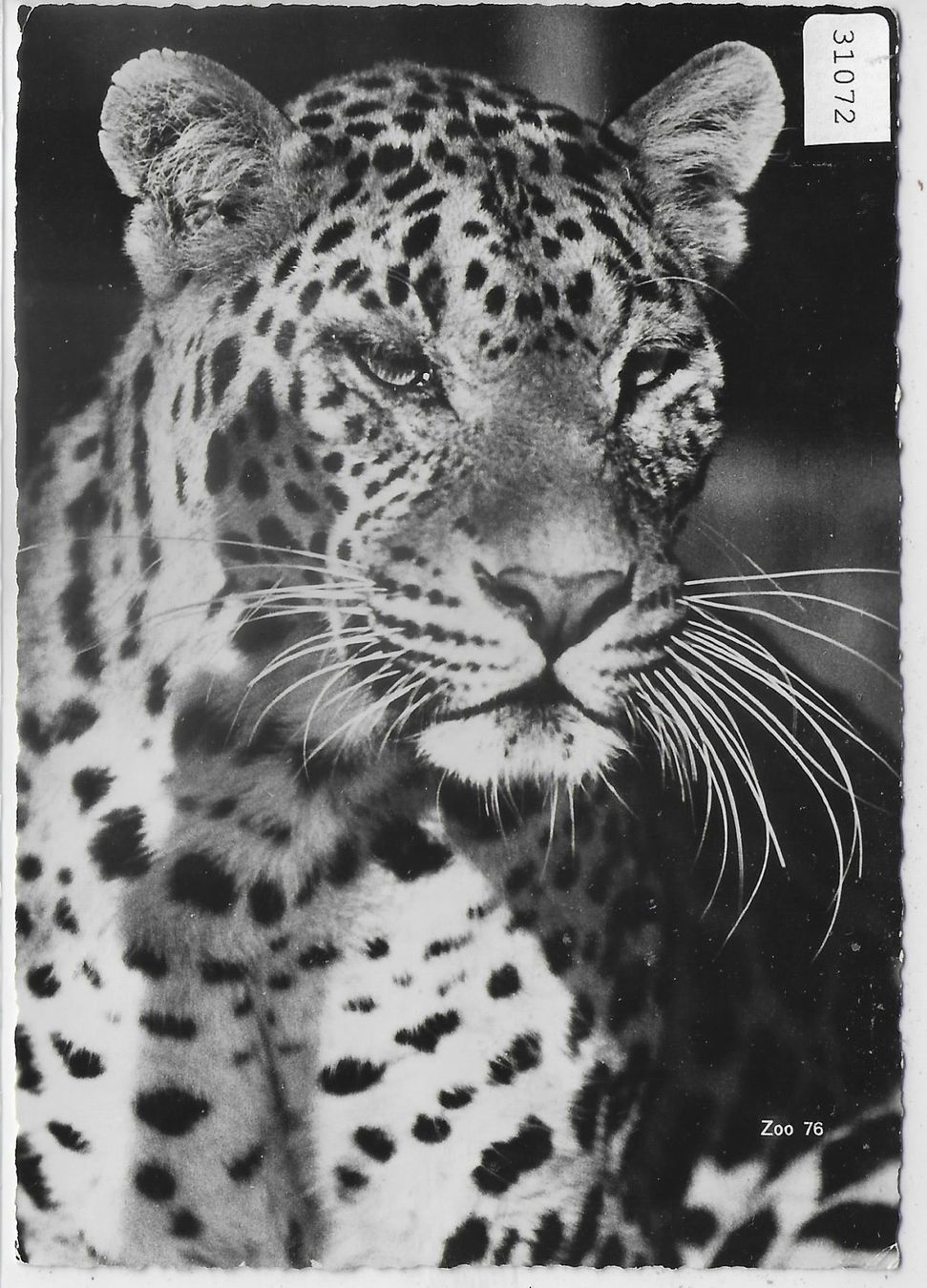 Cartoline postali: Zoologischer Garten Zürich - Indischer – Usato da Ettingen venduto da Kartenplanet