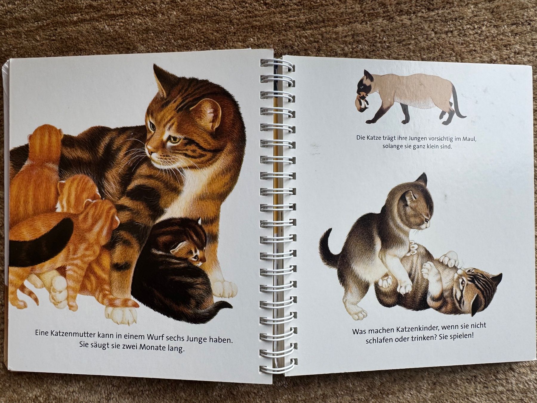 Libri: Meyers - Die Katze – Usato da Aarau venduto da Kilauea 5
