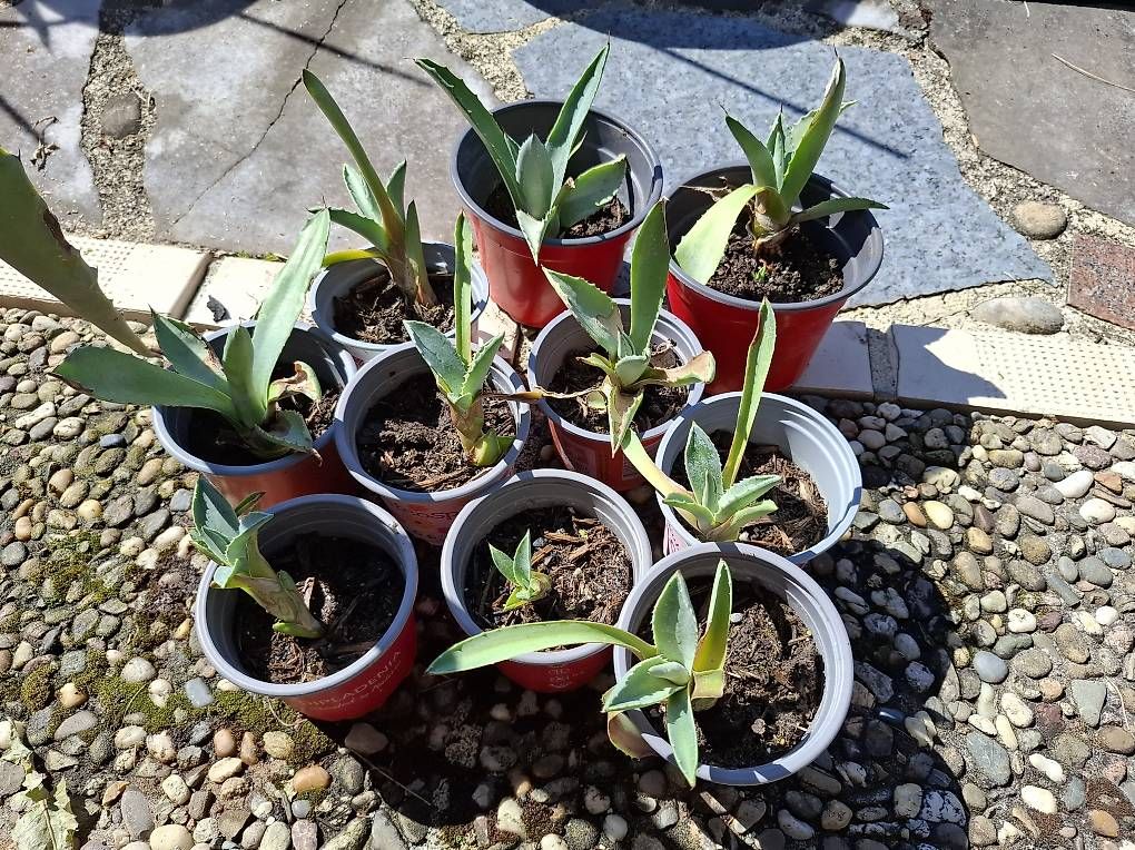 Plantes & graines: Agave – D'occasion à Siegershausen par Dragauner69 1