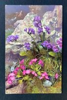 AK Alpenflora Photochromie 1916
