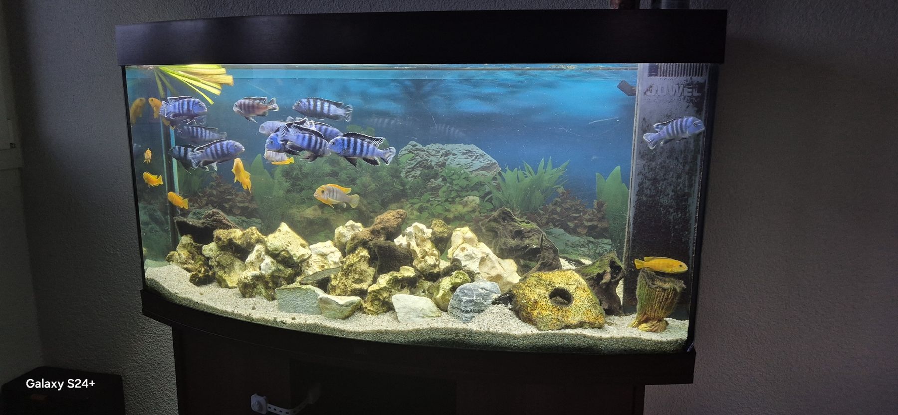 Juwel Acquari: Gebrauchtes Aquarium mit Fische. – Usato da Wattenwil venduto da claudia_spreng 2