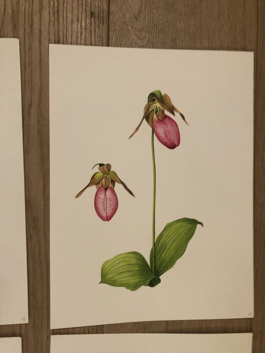 Tableaux: 12 handgemalte Orchideen-Bilder, Originale – D'occasion à Versoix par chr_2rpz 8
