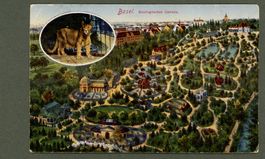 AK Farblitho Basel BS Zoolog. Garten, von oben , Puma ≈1920 