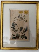 Botanischer Druck Curtis 1804 gerahmt