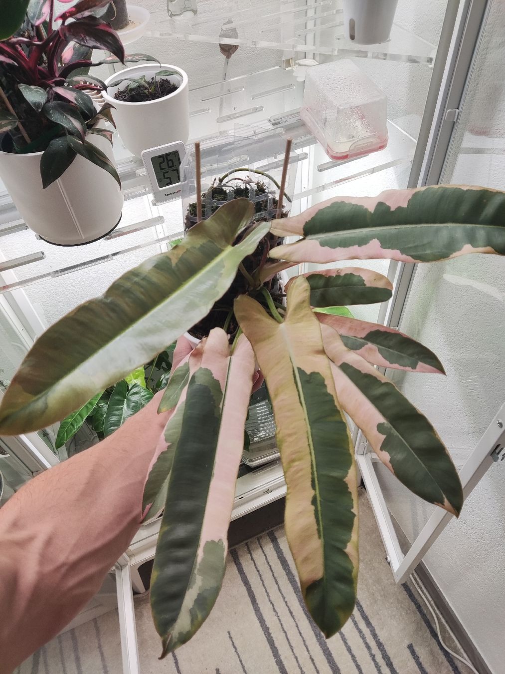 Piante & sementi: Philodendron atabapoens Albo – Usato da Genève venduto da Venellah 1
