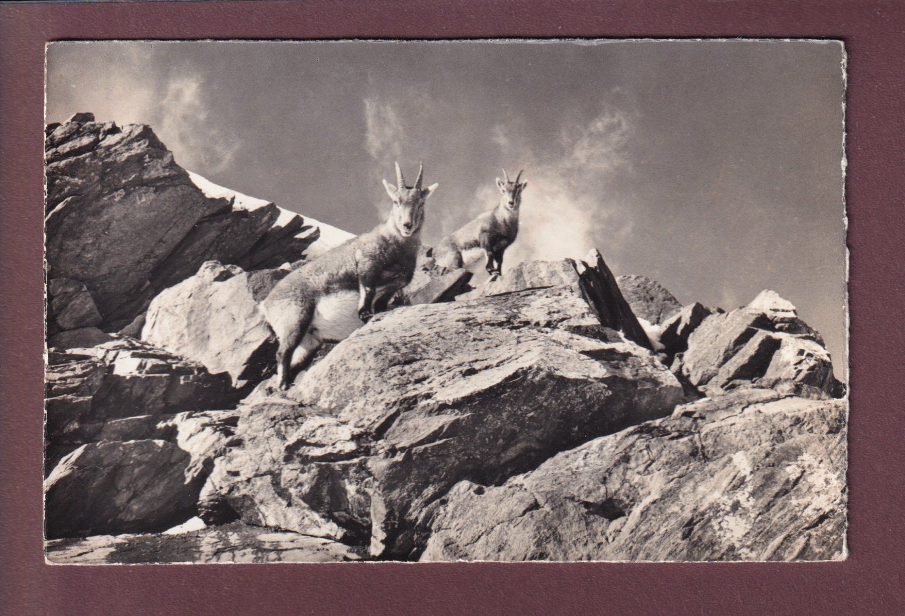 Ansichtskarten: STEINWILD hält Umschau - 1963 – Gebraucht aus Pully von nicecards